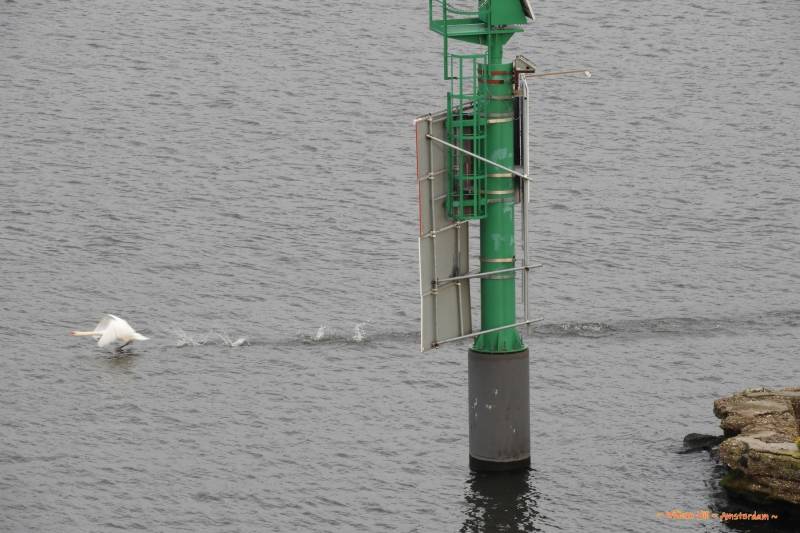 and swan Dad sees that it is getting real narrow and runs for it