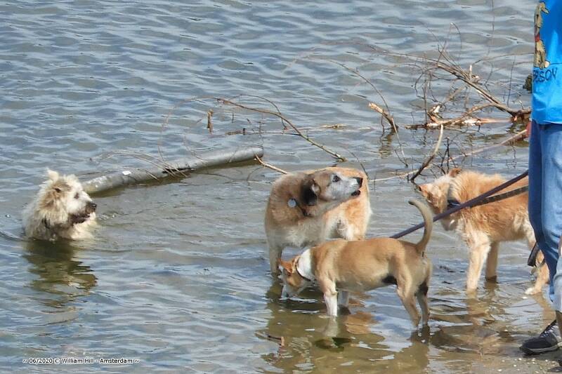 &quot;But Boss, they pee in it&quot;..&quot;I can smell it!&quot;
