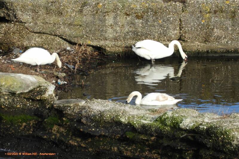 the swans, 3 of many