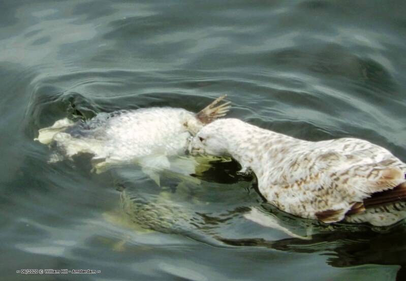 no it is not something for the sensitive nose and they have to put the nose in it