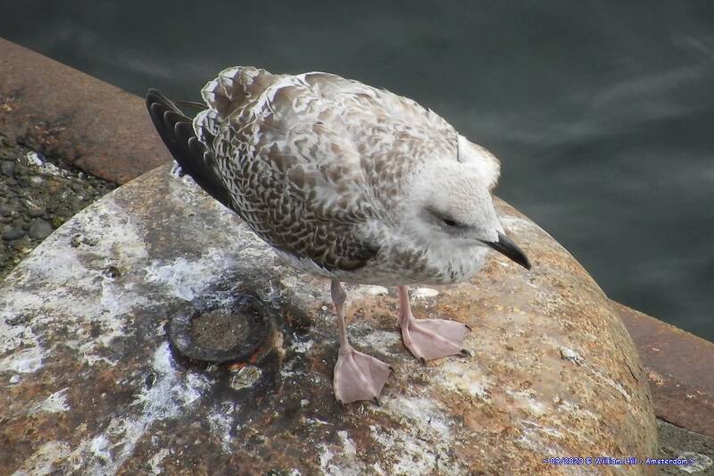 ow the poor thing,  sitting there all day squeaking and waiting for a parent with a little warm  porridge