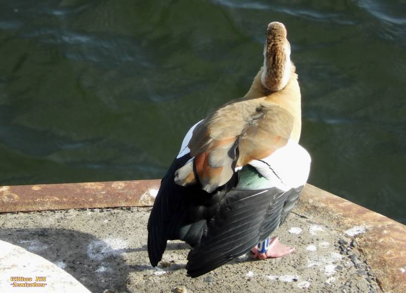 Egyptian goose enjoying the sunlight