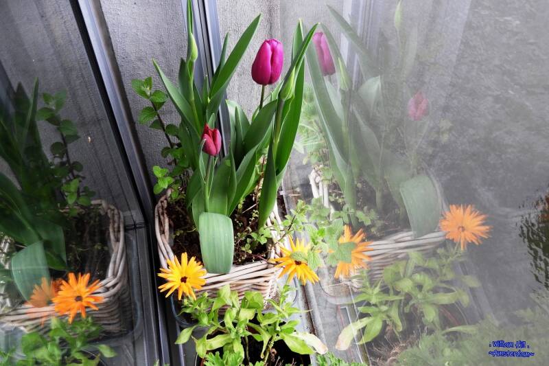 (28) - ready and waiting for the sun