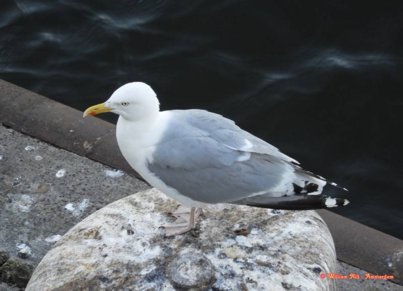 already a big boy now but still get feeded by the others, sitting there all day