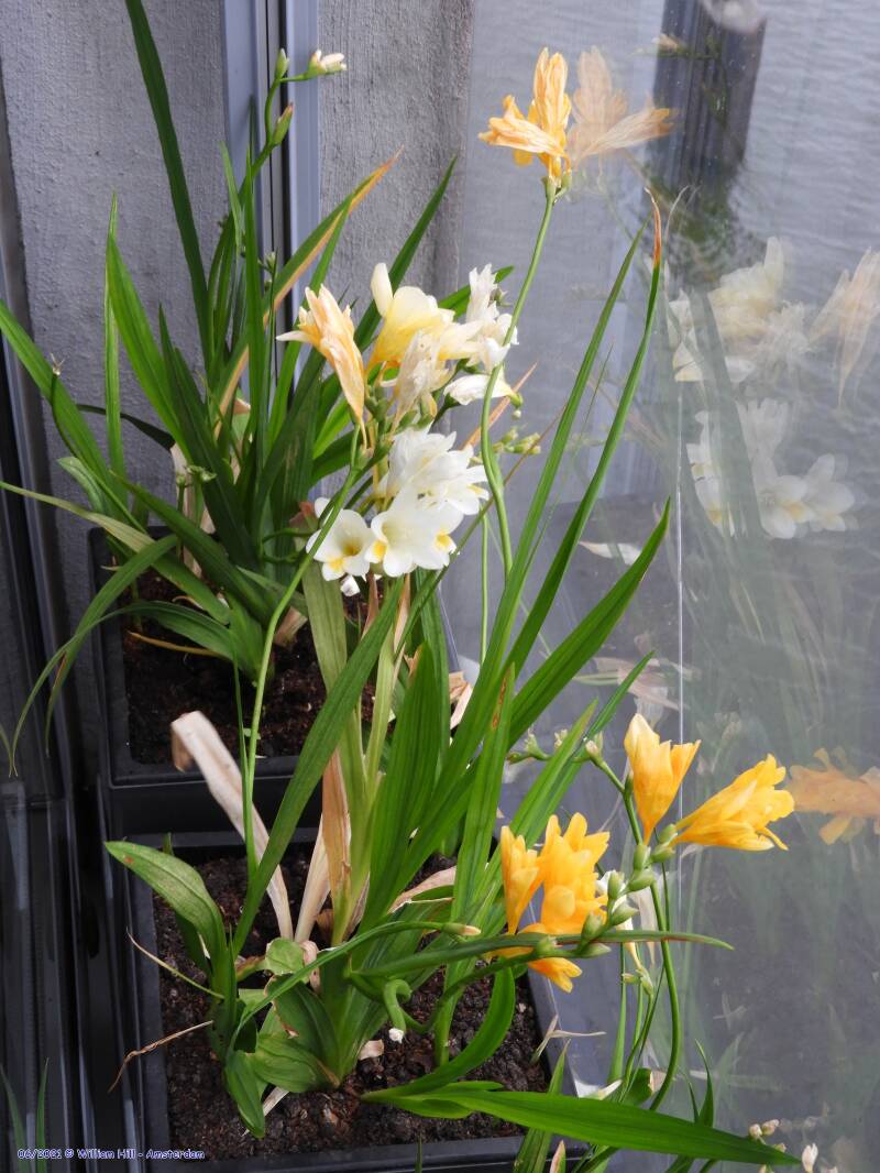 behind the glass it&#039;s better but thirsty