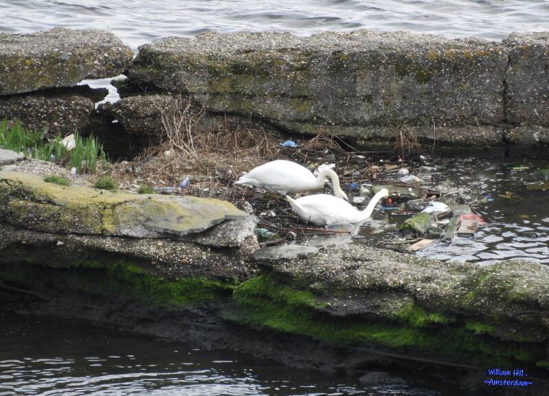 (03) - making a nest