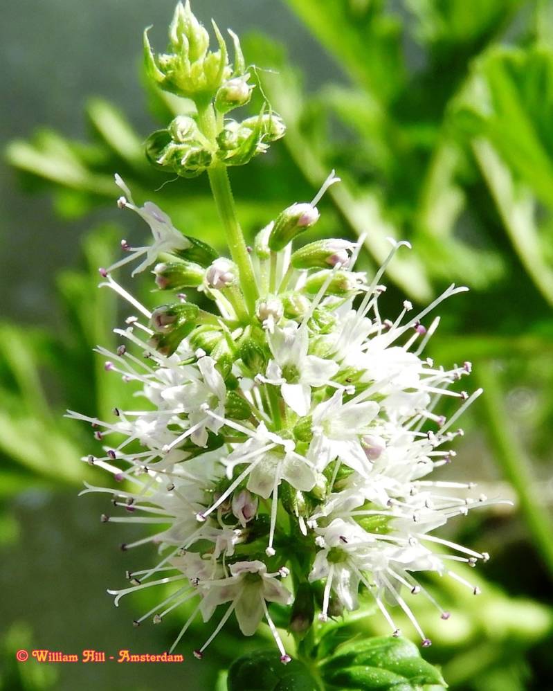 little peppermint plant giving tiny flowers
