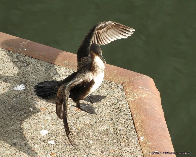 09, a Cormorant is drying the feathers