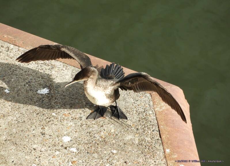 like a model, showing around