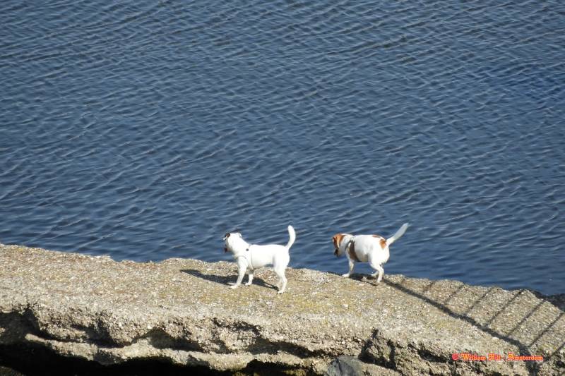 and they smell adventure