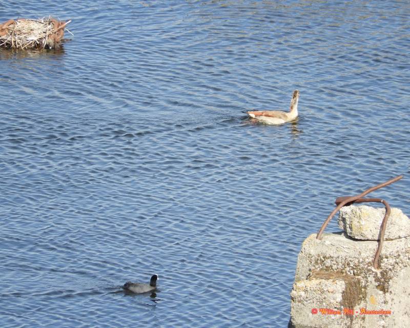 and the goose did make after this picture a turn and flew over them into the IJ-canal