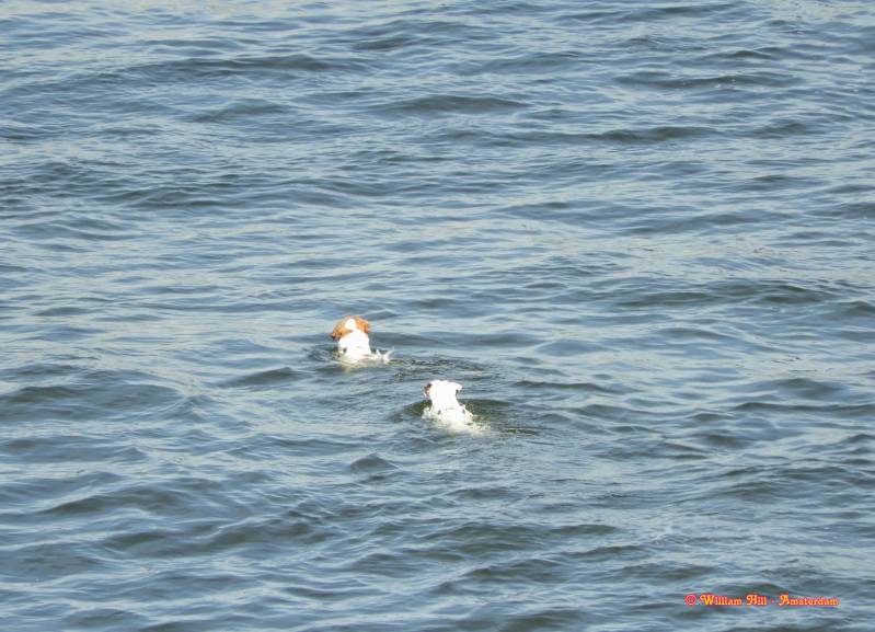 and they followed, see the video