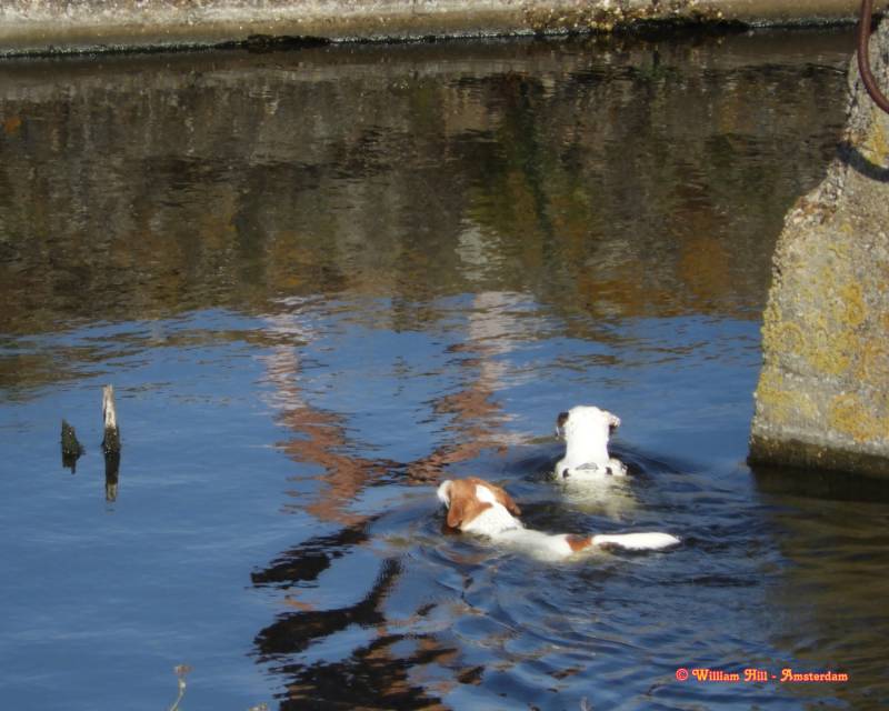 after they got back - their owner only had to wait on the beach but went to the end and they had to swim back
