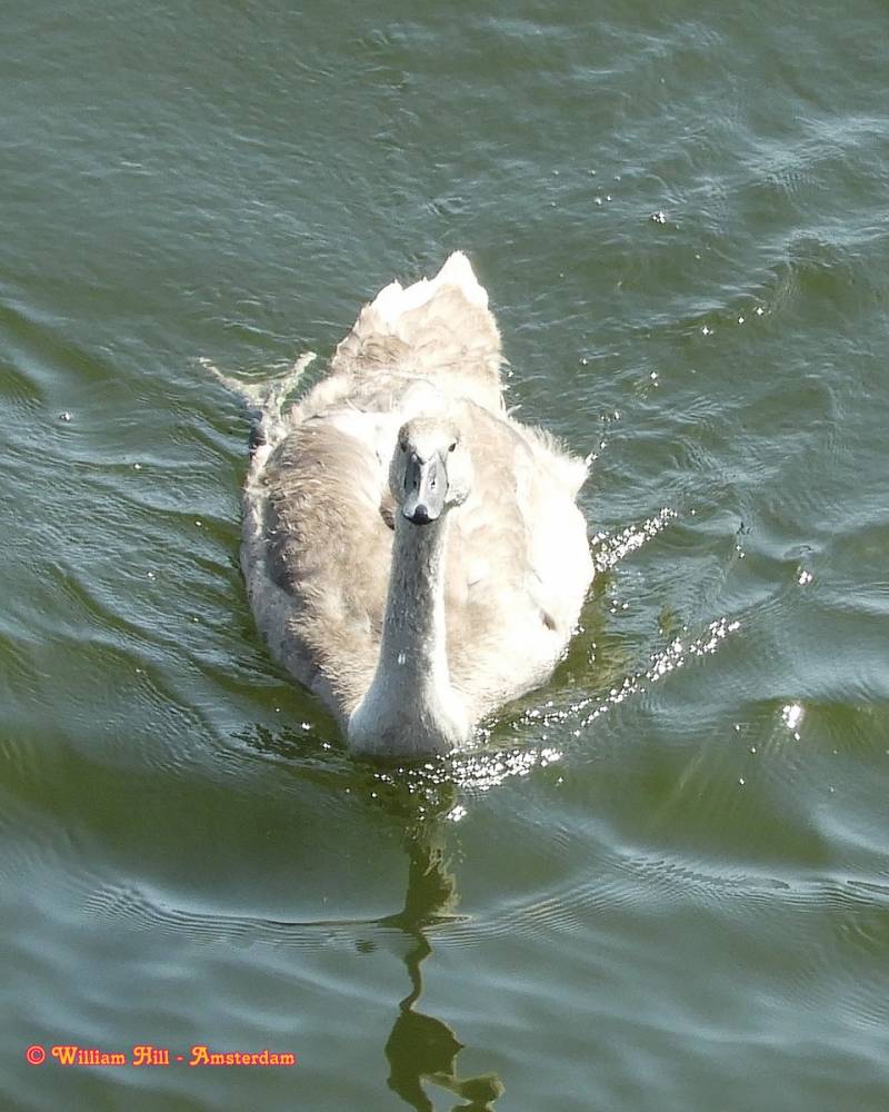 "that tasted funny, .. did you pee in it..!?"