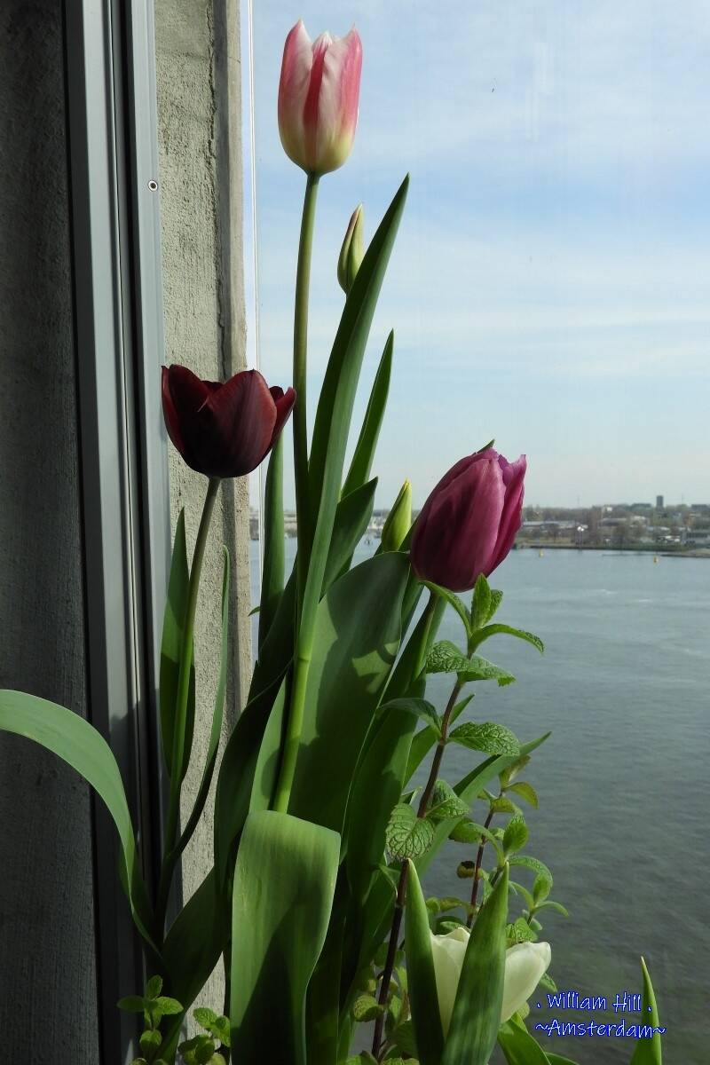 ..my tulips reaching..