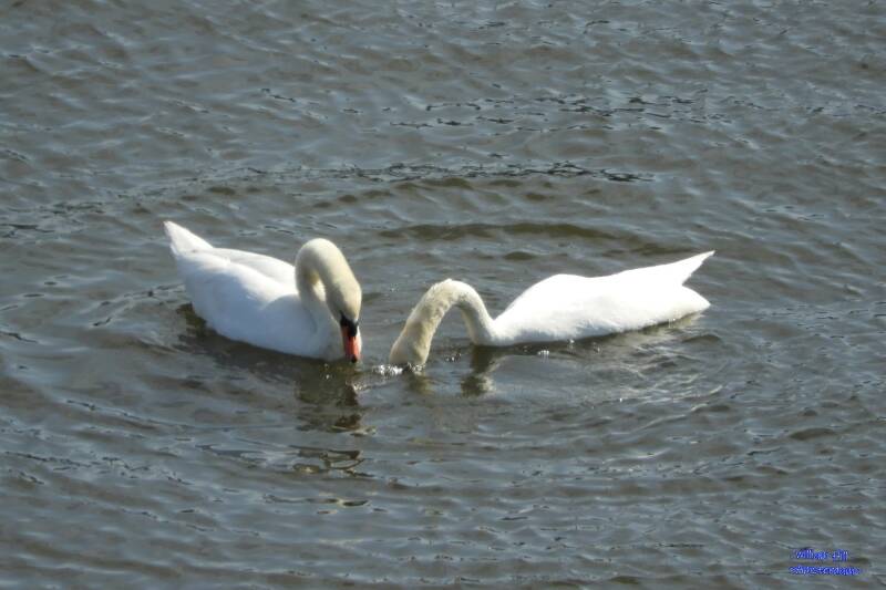 a bath before the deed