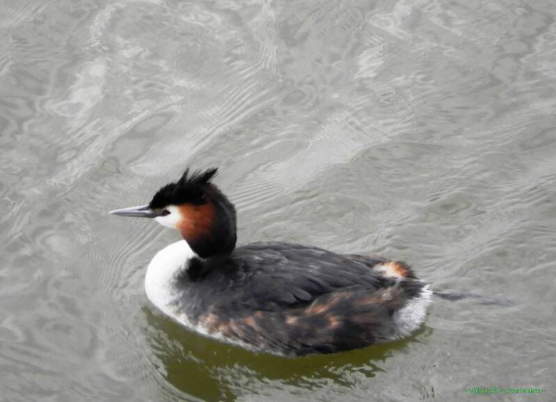 (02)  -  Fuut / Crested Diver (Podiceps Cristatus)
