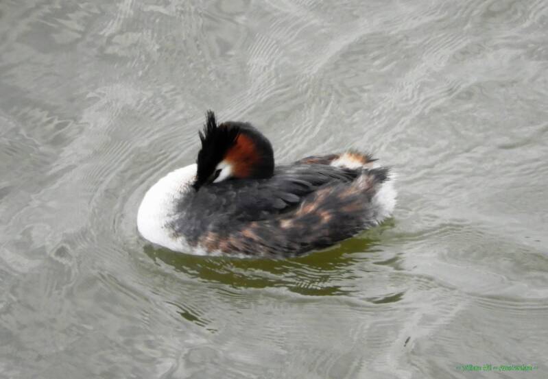 on alert mode? , showing muscles