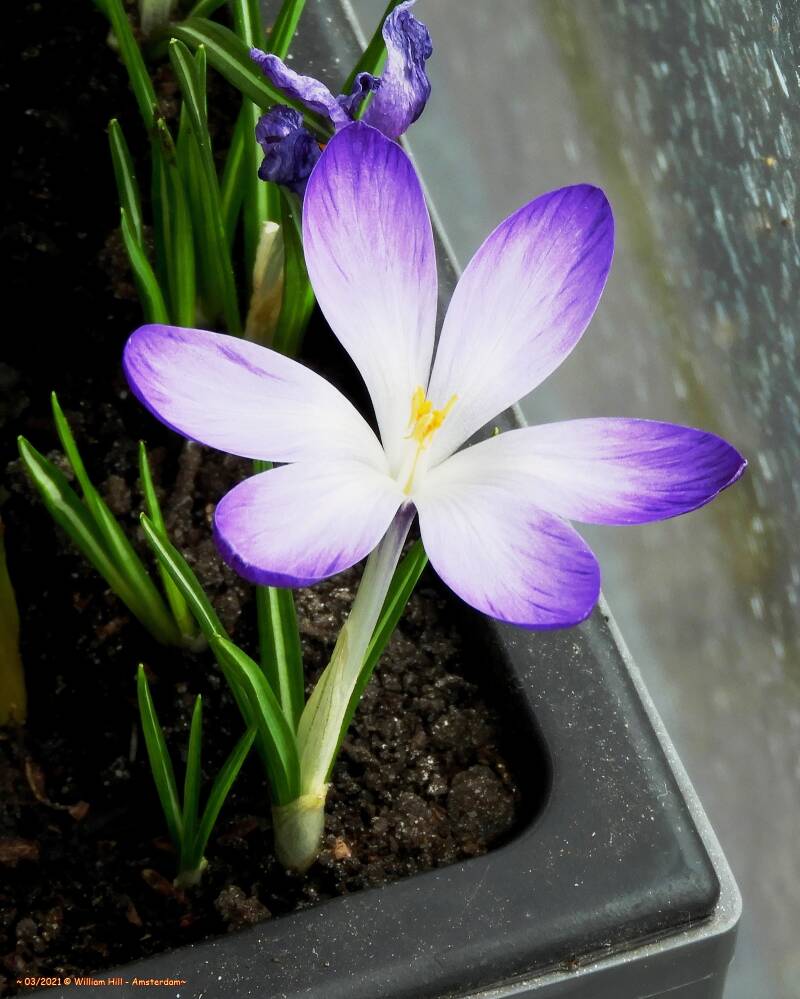 Crocus