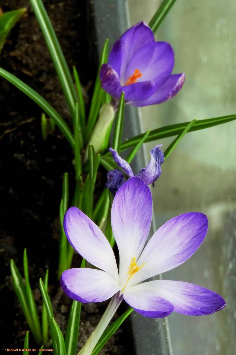 Crocus