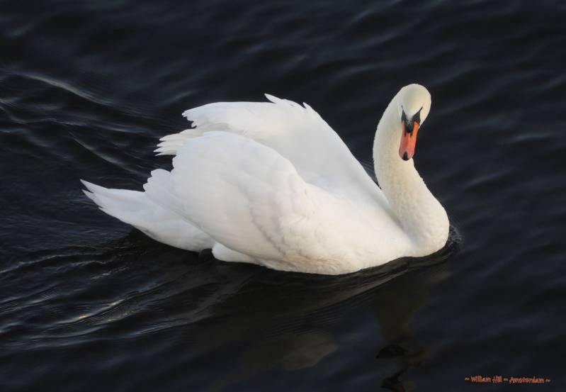 but he is just playing 