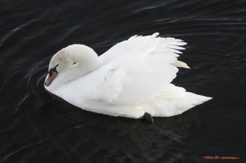 the son, doing it a little back