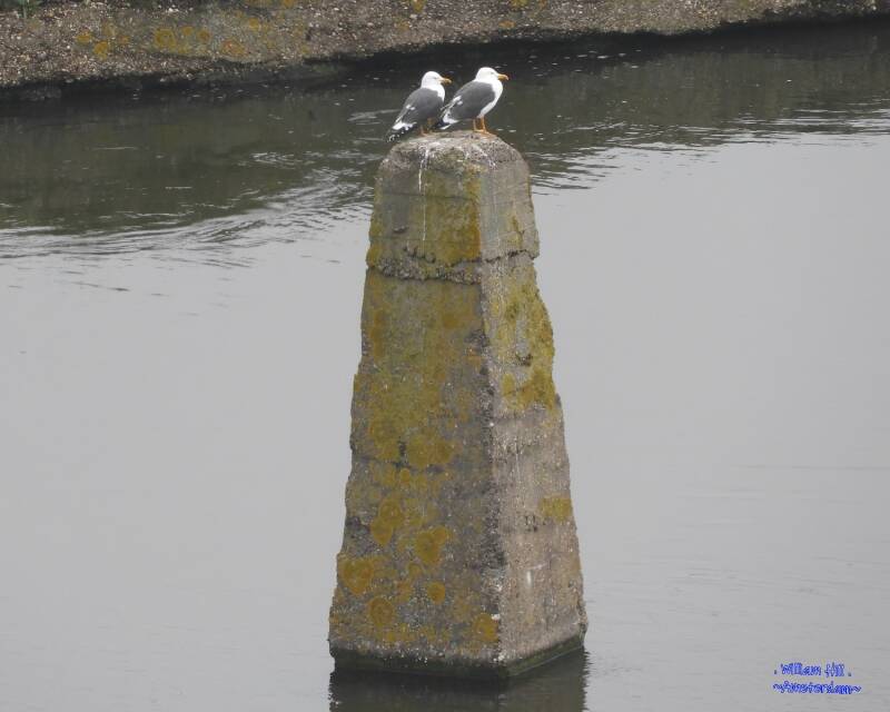 (06) - always together