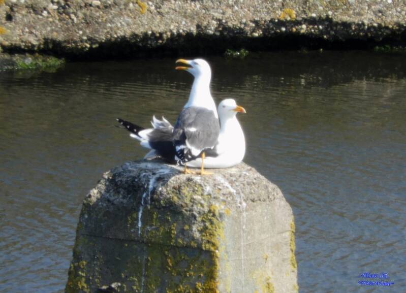 wait, I have to scream