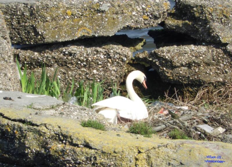 building the nest in my own..