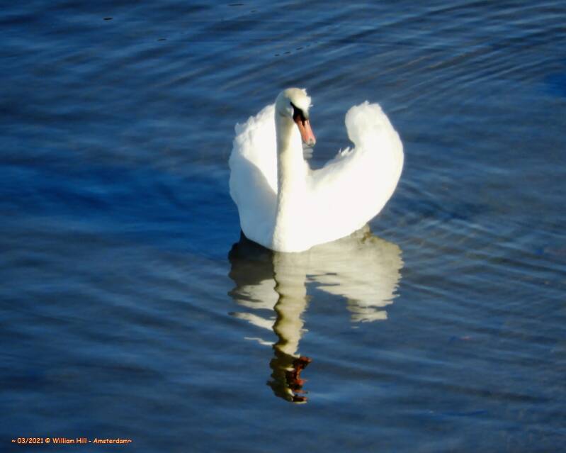 our macho swan