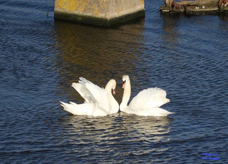 a daily scene now with those