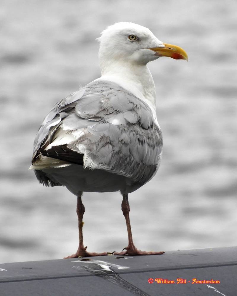 still there.. waiting