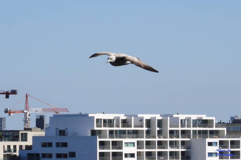 and his partner the smaller one