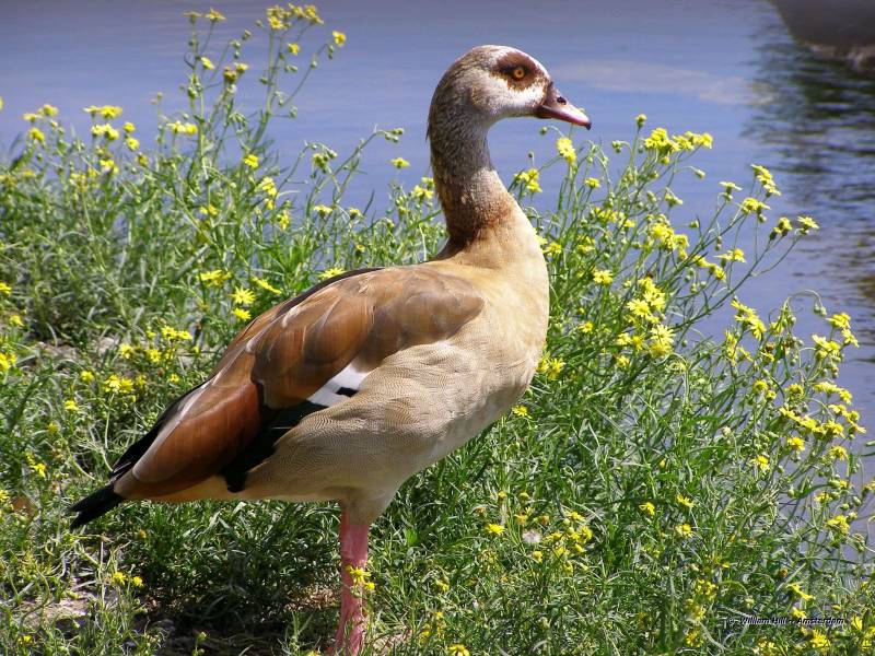 Egyptian Goose