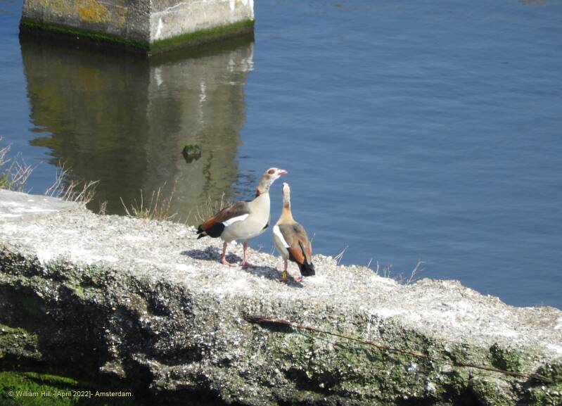 dancing geese, stretch out..