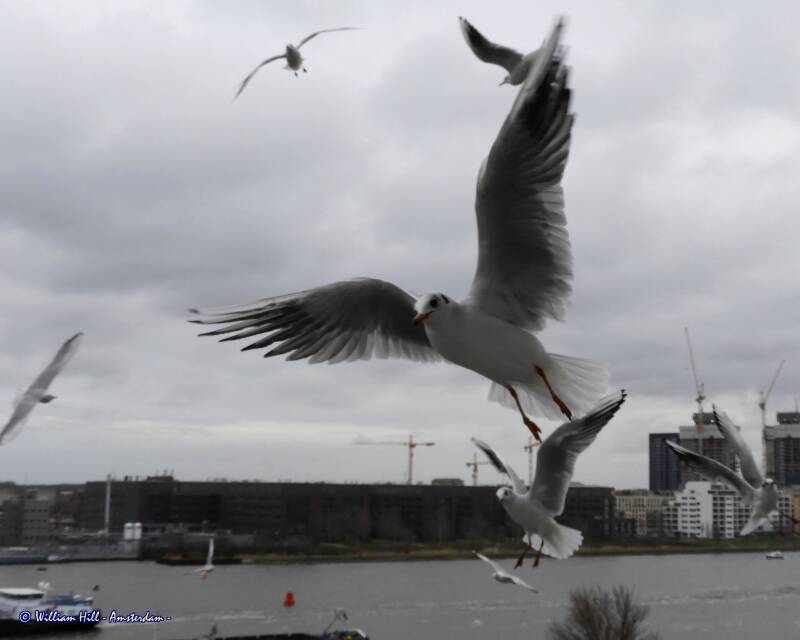 another noise-maker, Hi.. :-)