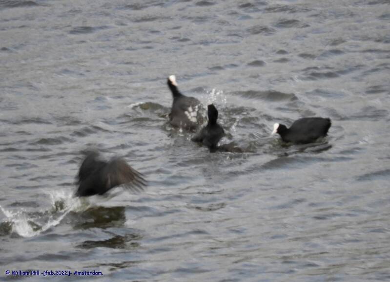 there comes the local social-worker