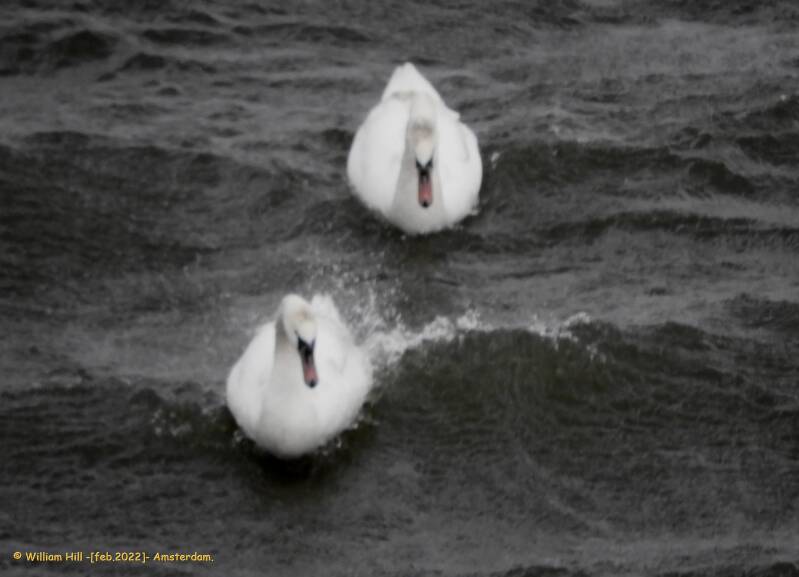 and ofcourse they had to cross