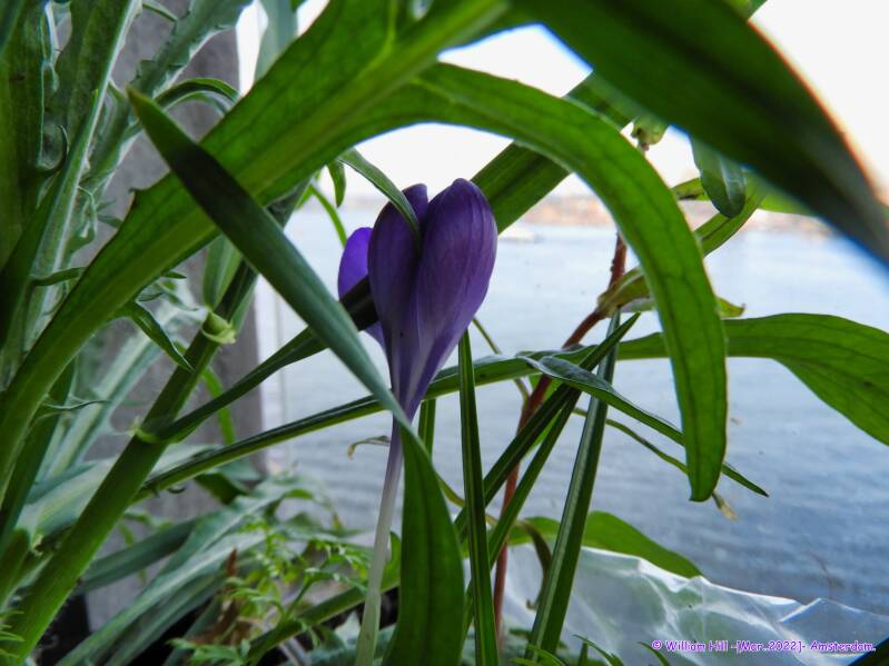 one purple crocus, looking around 