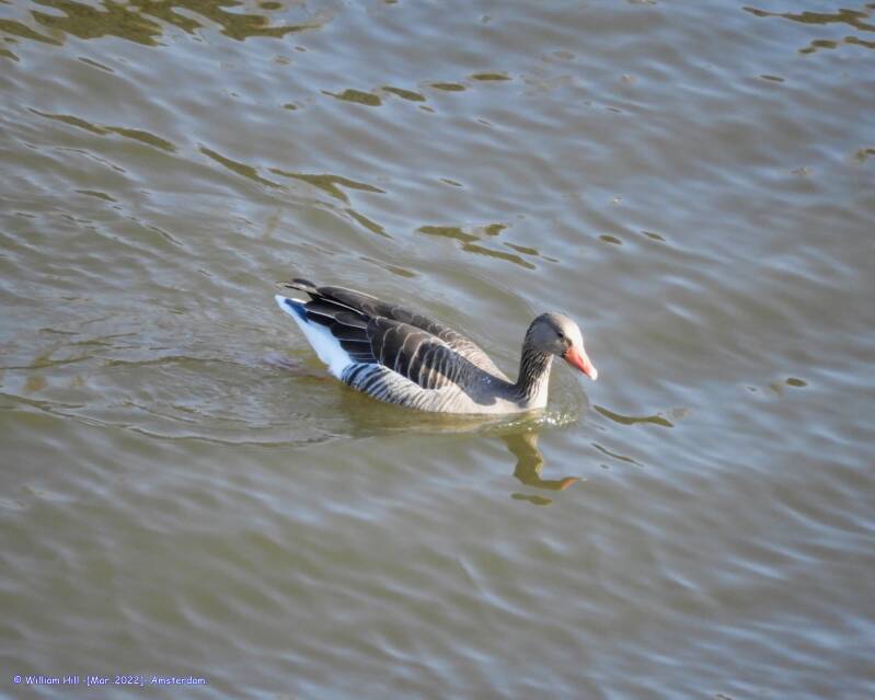 look who is back and looking around for a swan..?