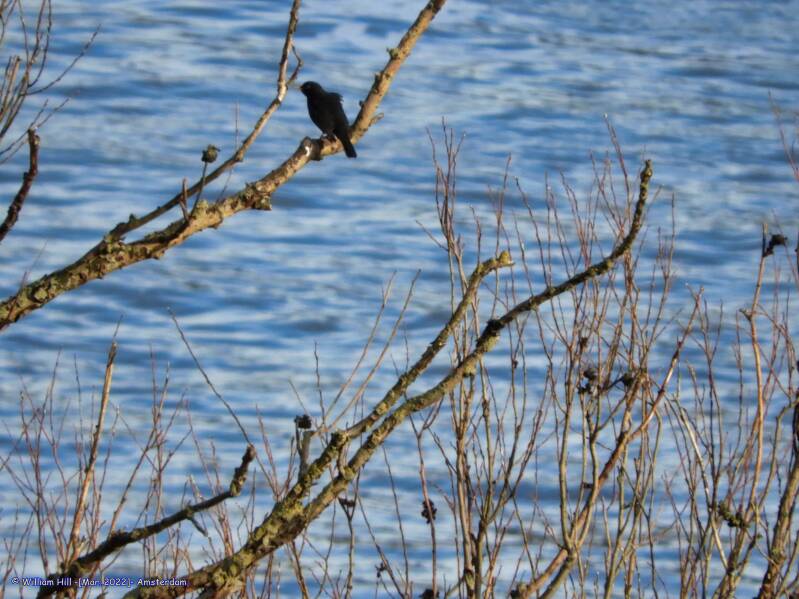 The one who sings so nice at the end of the day