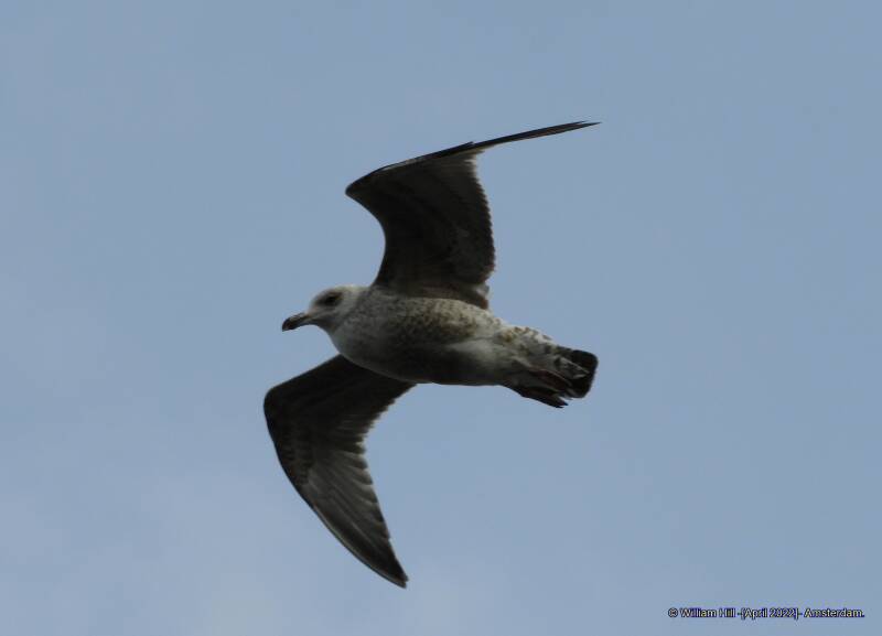 love to fly too and keeping its eye on us and everything