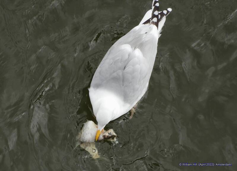 don&#039;t stare at me while I eat you..