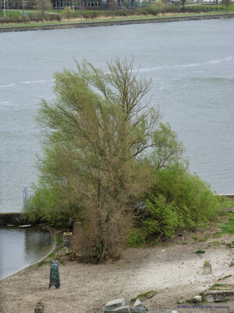 The trees lose the last dead leafs in this wind