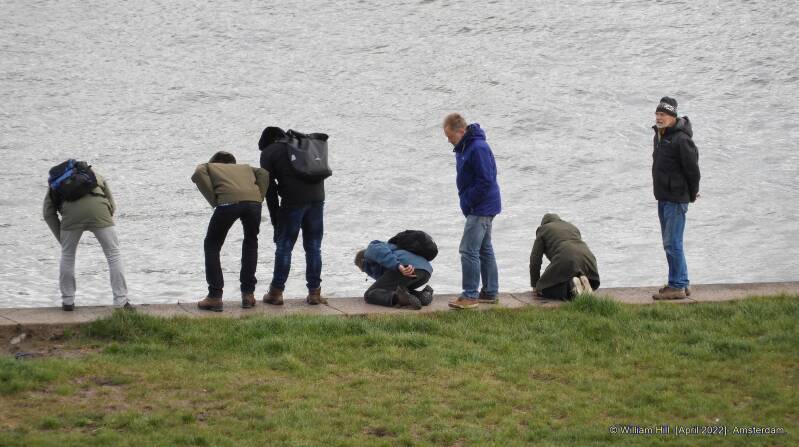 people come from far to see here, on these sides of the pier grow some special ferns