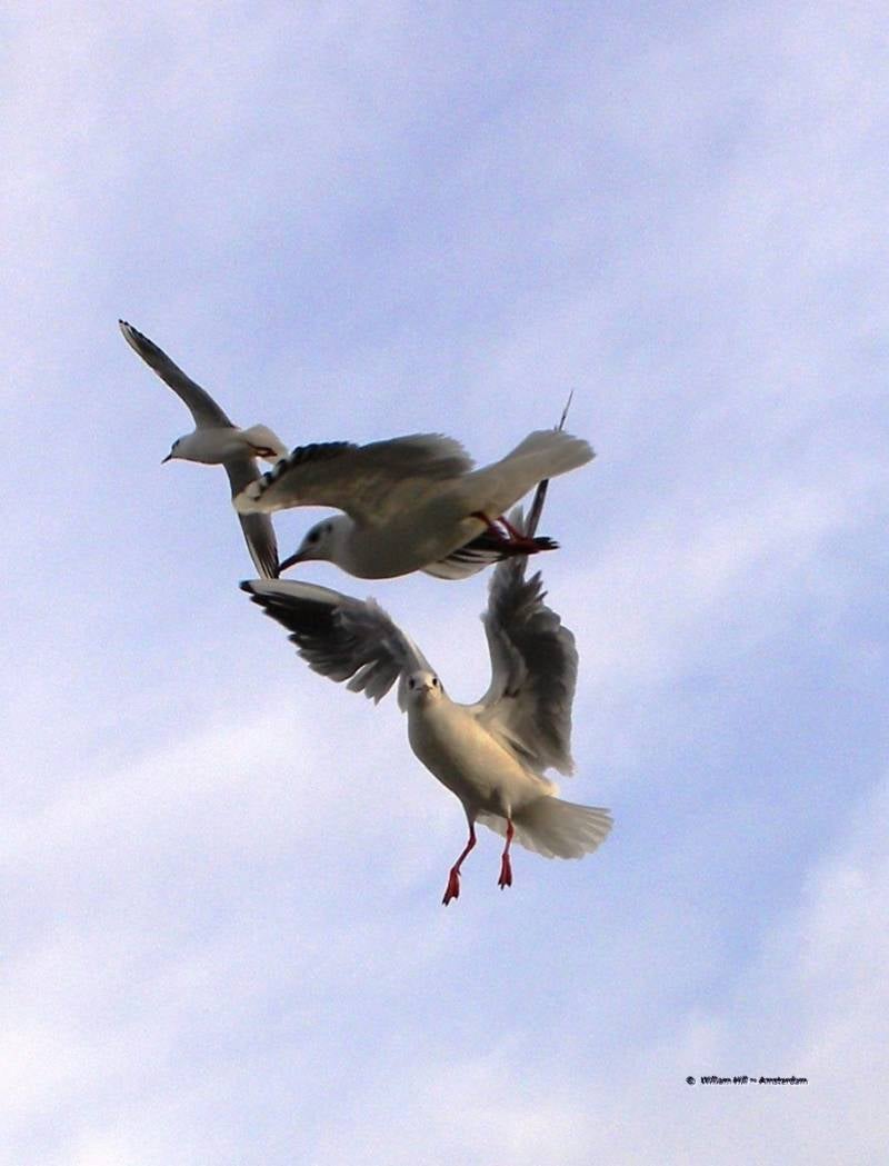 hey guys, look a photographer