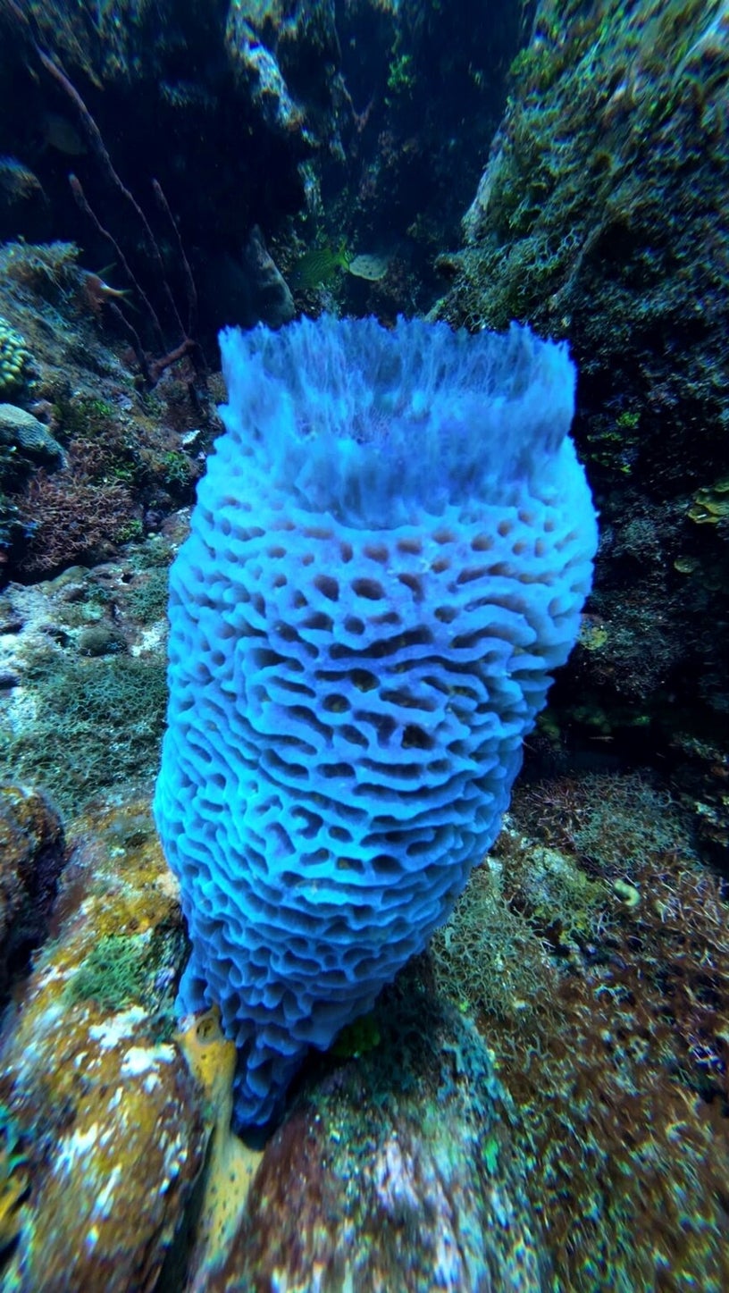 Large barrel sponge on a coral reef during Catalina Island scuba diving