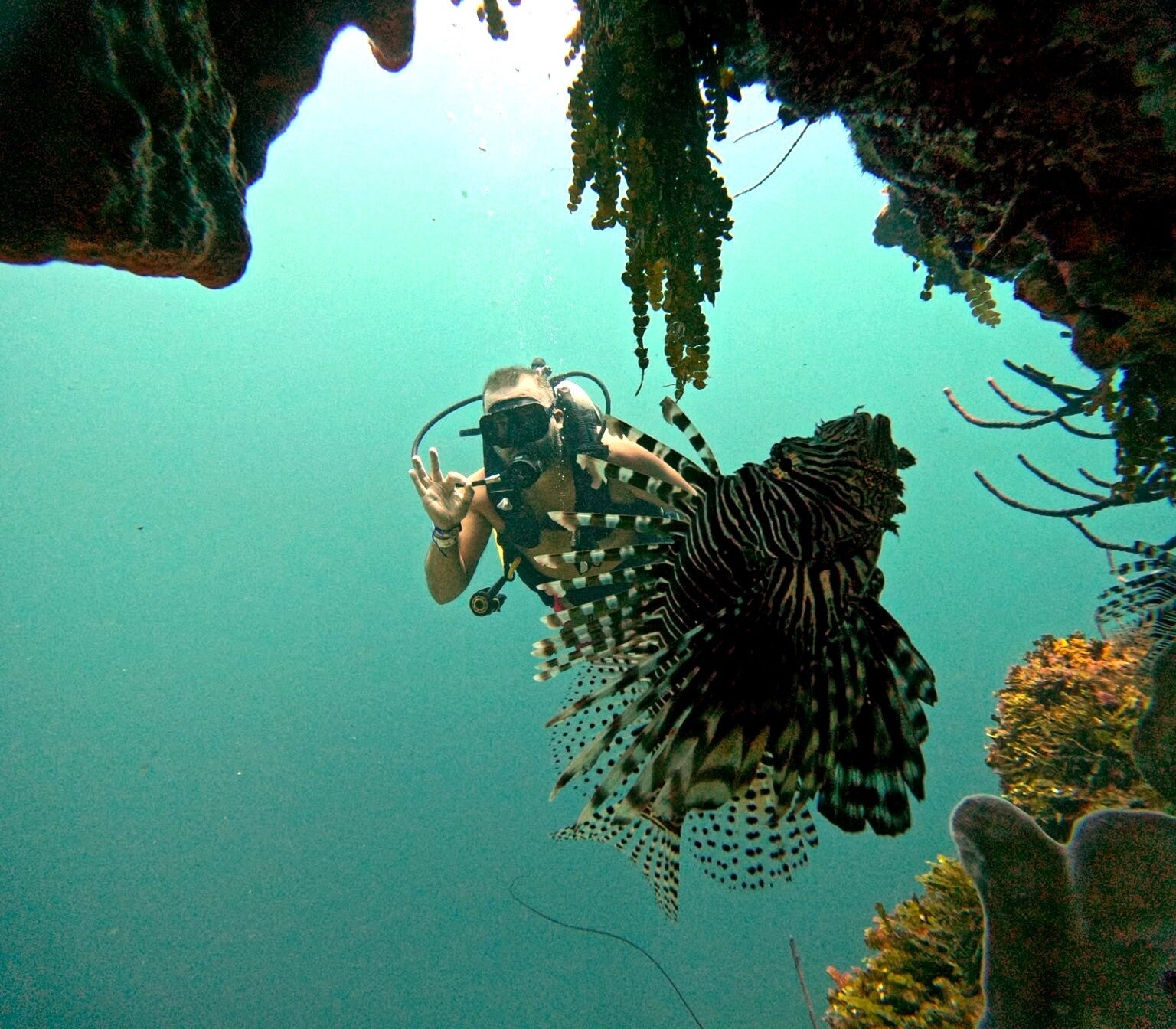 Diver observing a lionfish