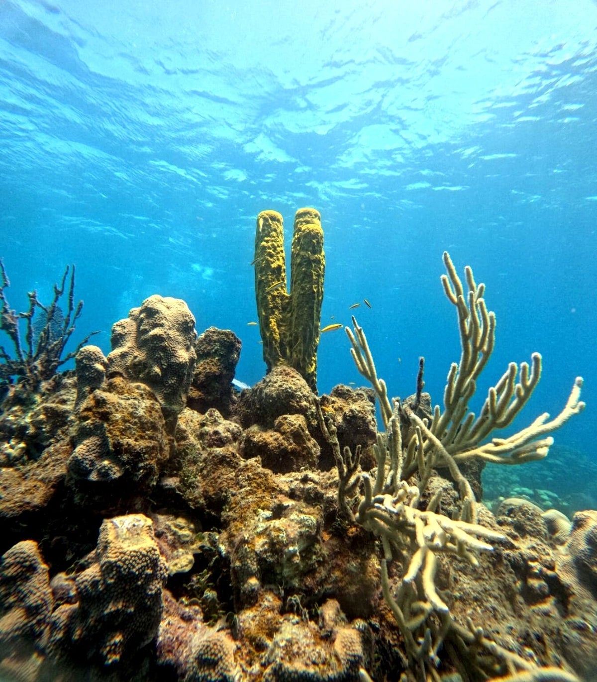 The Wall coral reef dive site at Catalina Island near Punta Cana