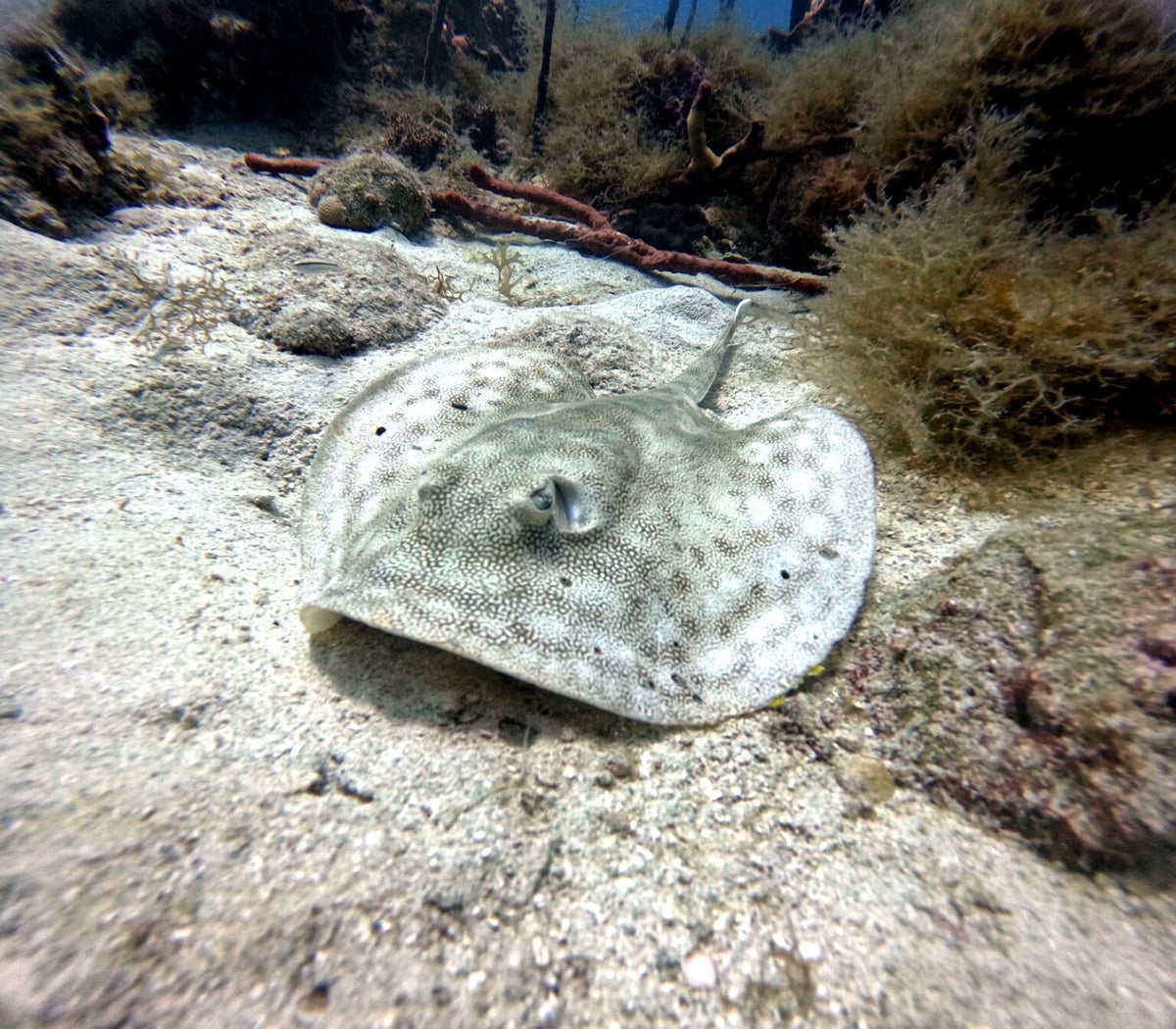 Stingray near the El Acuario dive site at Catalina Island